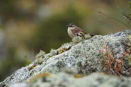 Image of Cream-winged Cinclodes