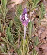 Image of French lavender