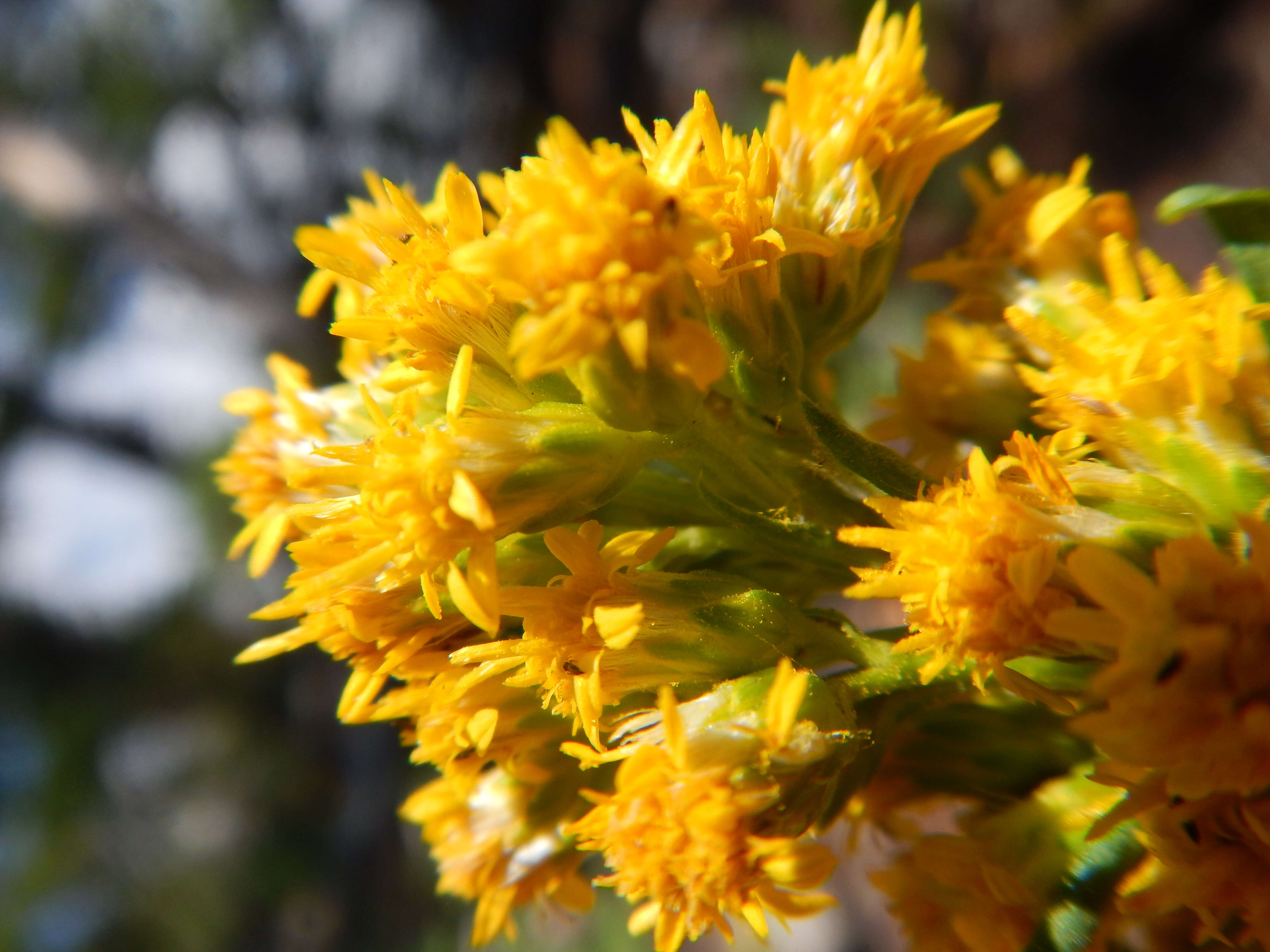 Image of Missouri goldenrod