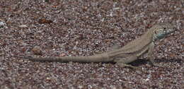 Image of Four-banded Pacific Iguana