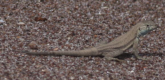 Image of Four-banded Pacific Iguana