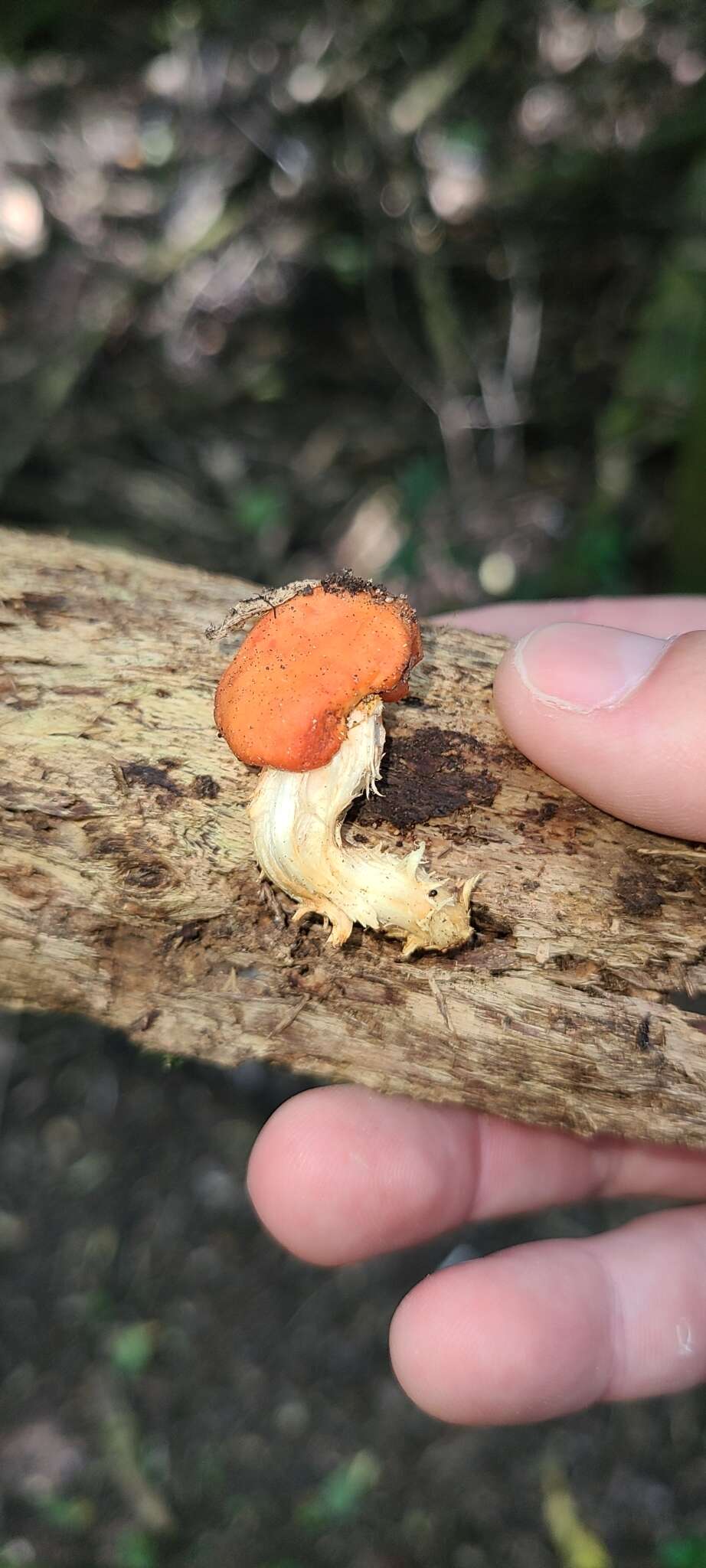 Image of Leratiomyces erythrocephalus (Tul. & C. Tul.) Beever & D. C. Park 2008