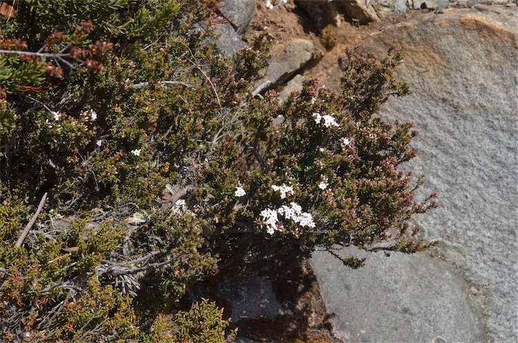 Plancia ëd Epacris serpyllifolia R. Br.