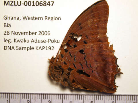 Charaxes cynthia Butler 1865 resmi