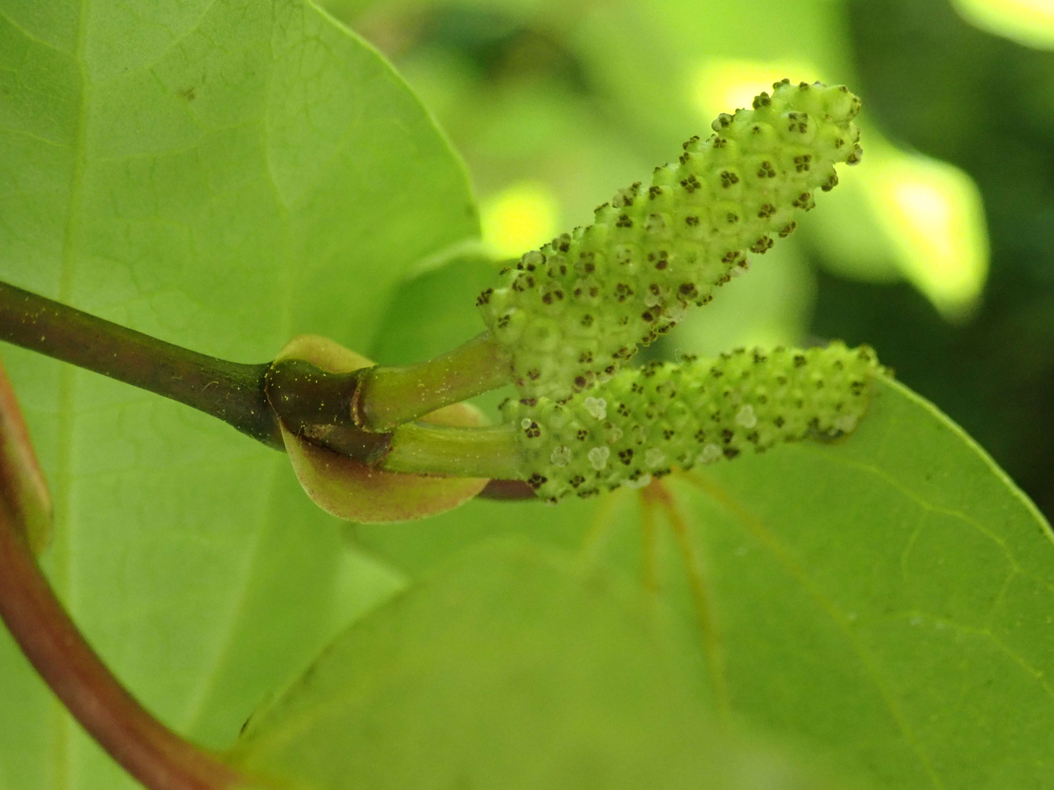 Macropiper excelsum (Forst. fil.) Miq. resmi