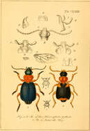 Image of Lebia (Lamprias) chlorocephala (J. J. Hoffmann 1803)