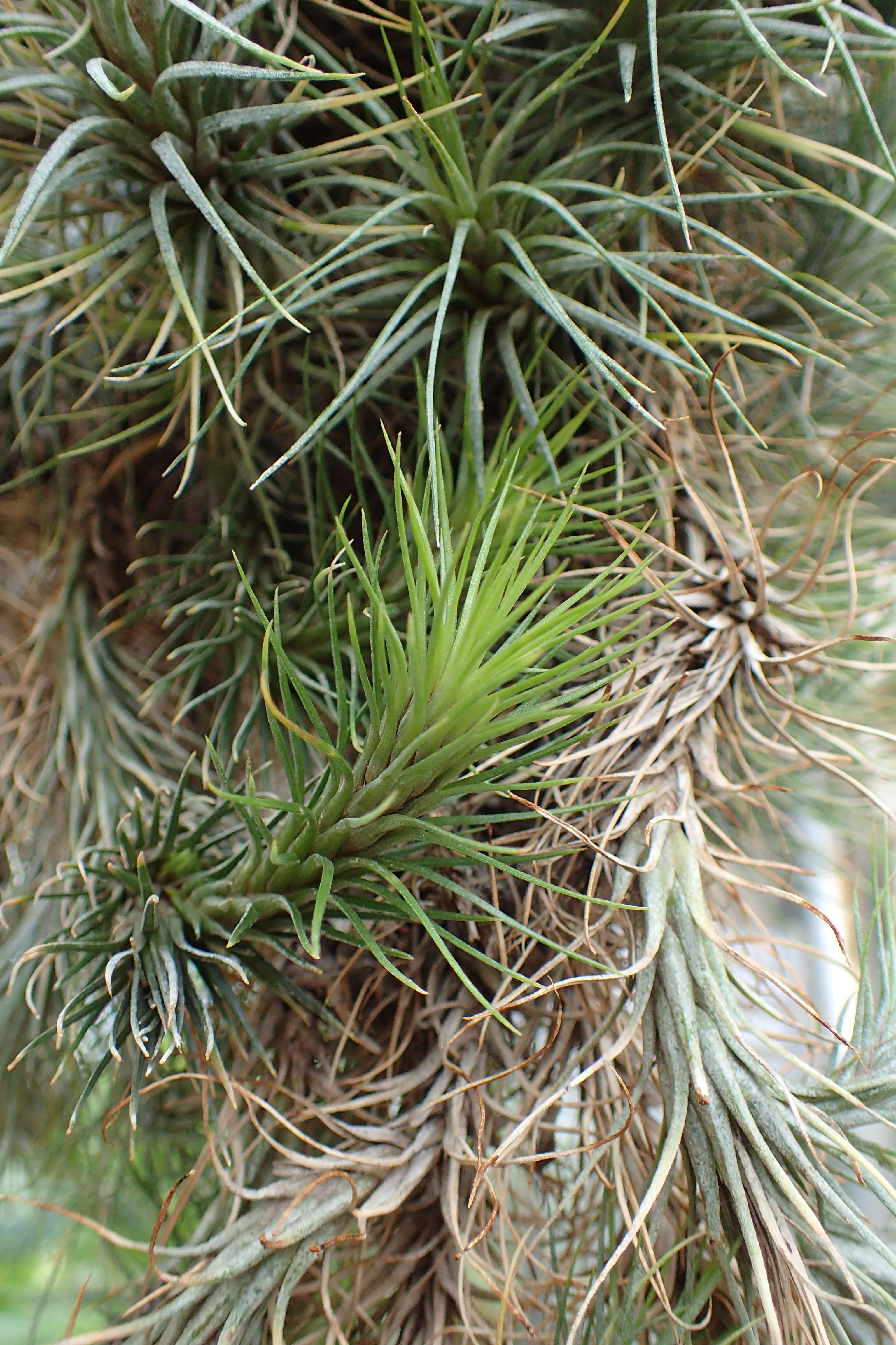 Image of Tillandsia andreana É. Morren ex André