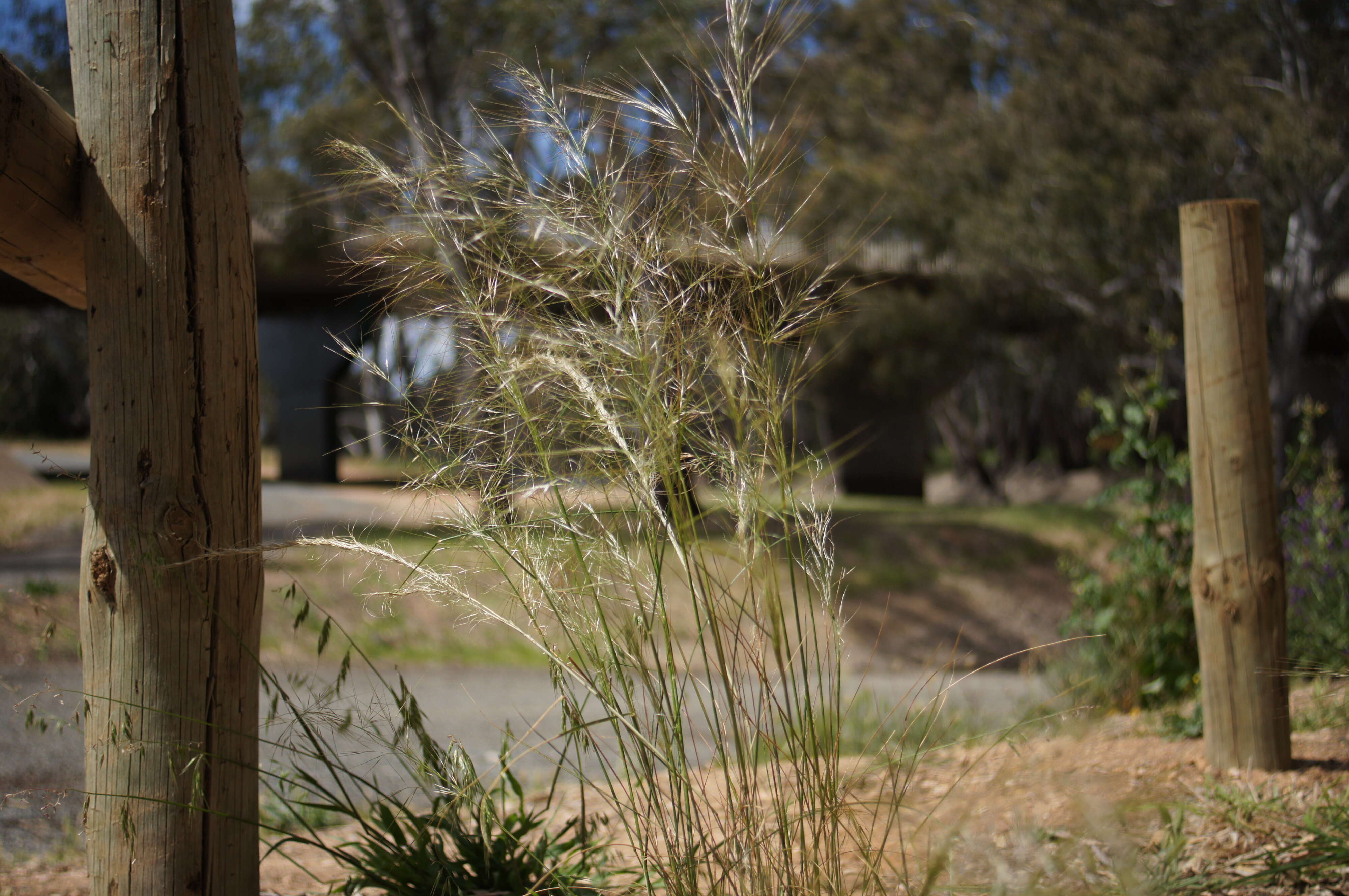 Image of Austrostipa nodosa (S. T. Blake) S. W. L. Jacobs & J. Everett