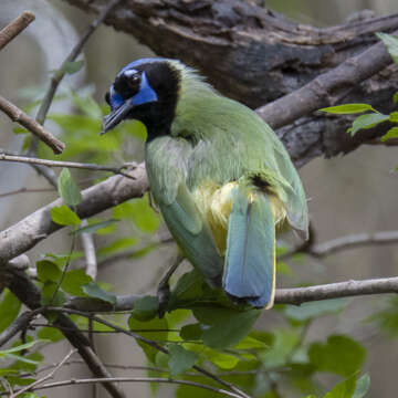 Image of Green Jay