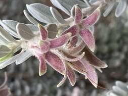 Image of Eremophila glandulifera Chinnock