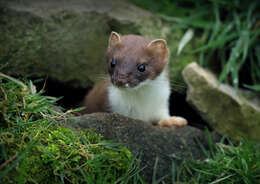 Image of ermine