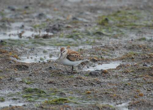 Image of Western Sandpiper