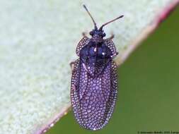 Acalypta marginata (Wolff 1804)的圖片