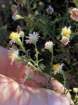 Image of smallhead aster