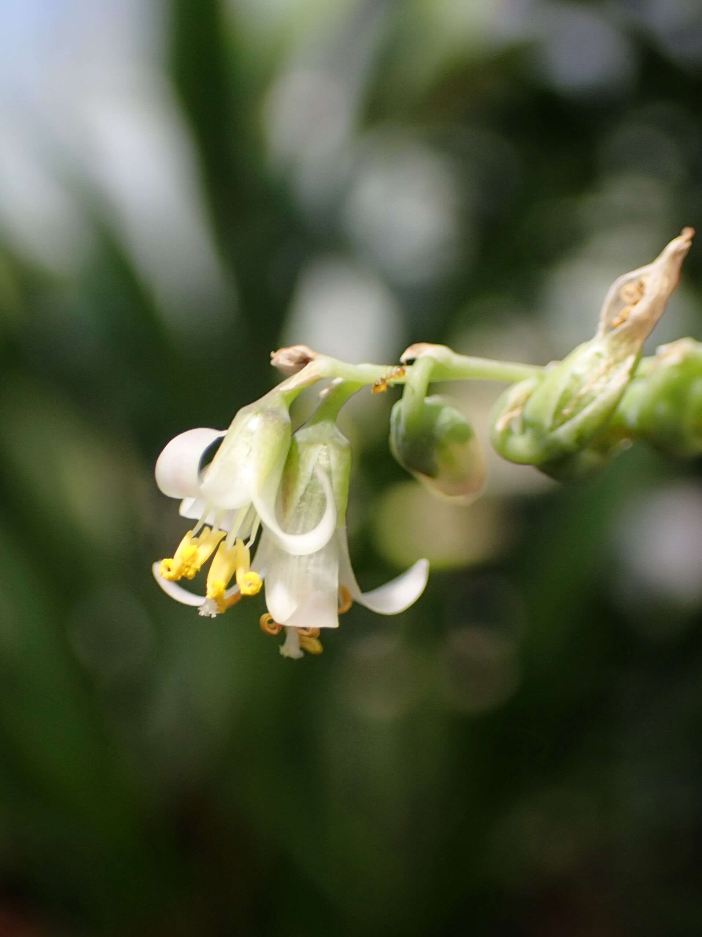 Image of Fosterella villosula (Harms) L. B. Sm.