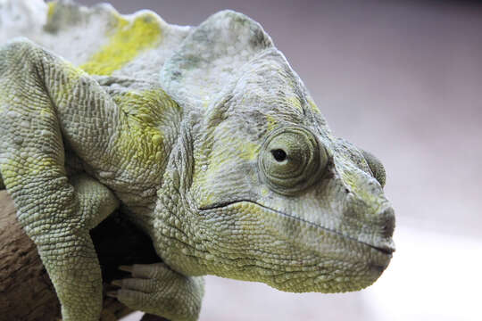 Image of Giant One-Horned Chameleon