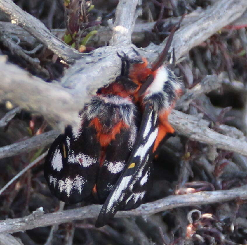 Image of Hemileuca electra Wright 1884