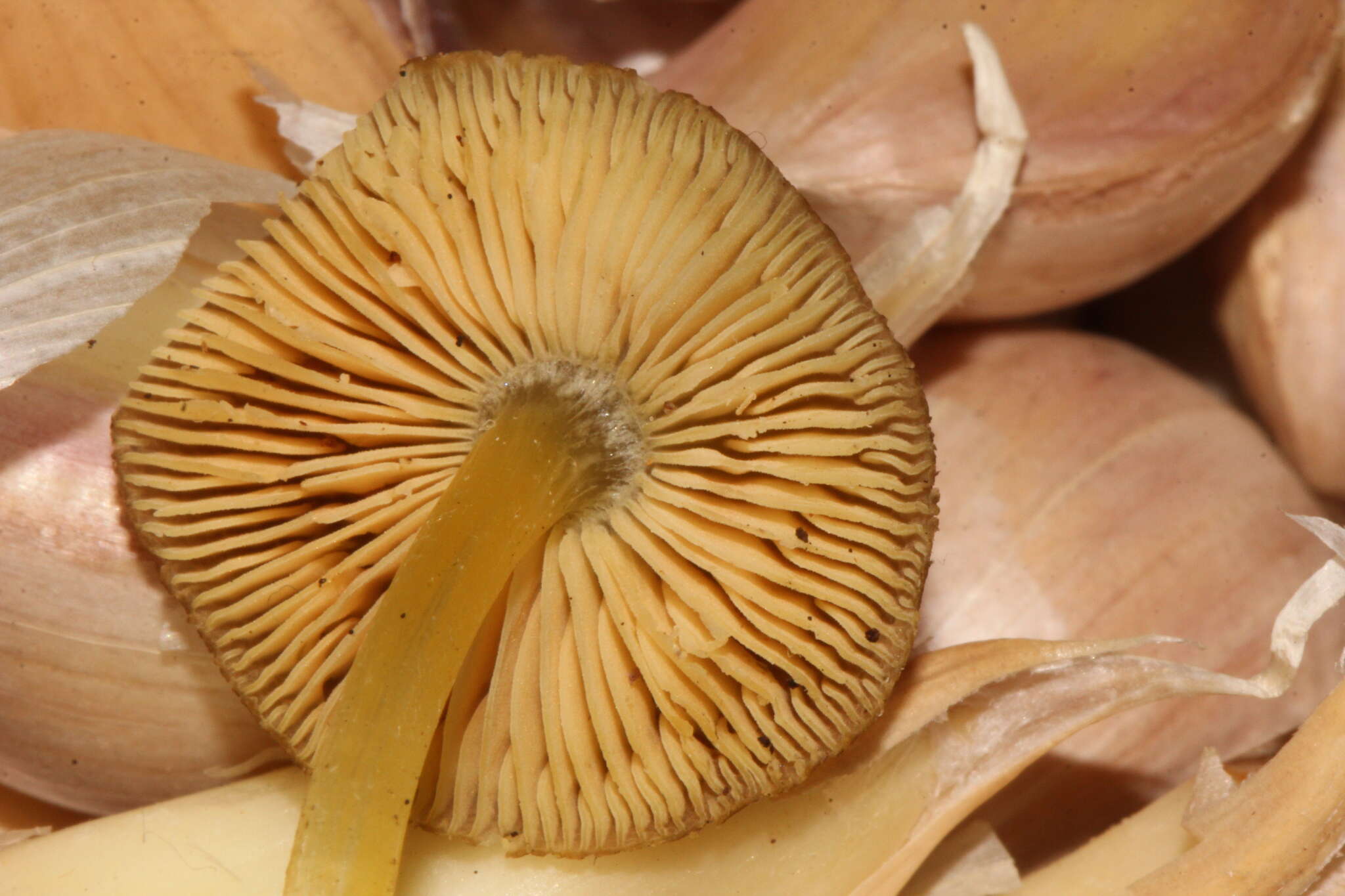 Image of Pluteus romellii (Britzelm.) Sacc. 1895