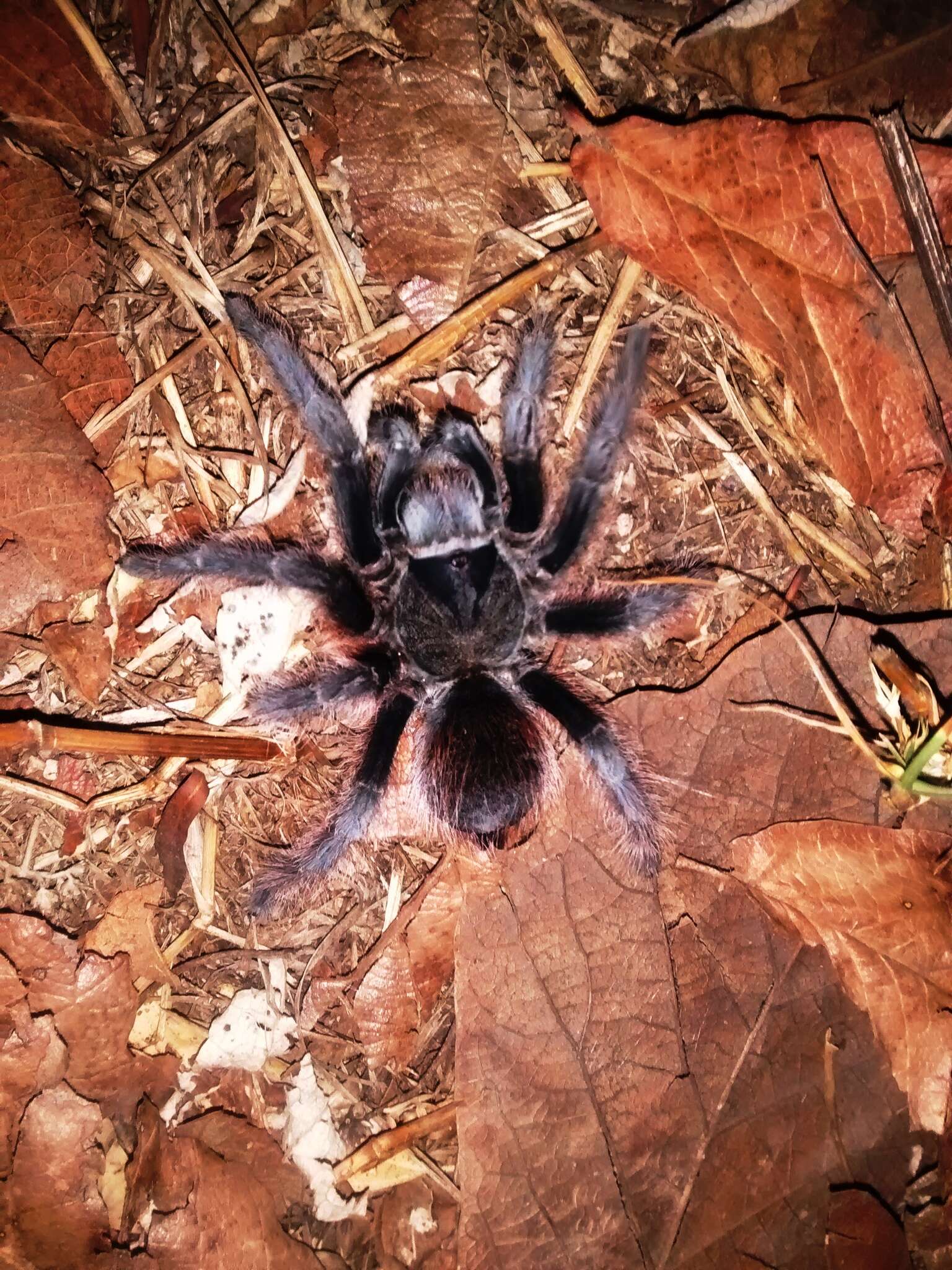 Image of Aphonopelma anitahoffmannae Locht, Medina, Rojo & Vázquez 2005