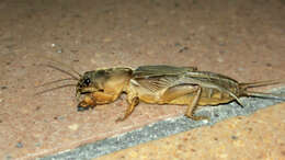 Image of mole crickets