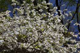 Image of flowering dogwood