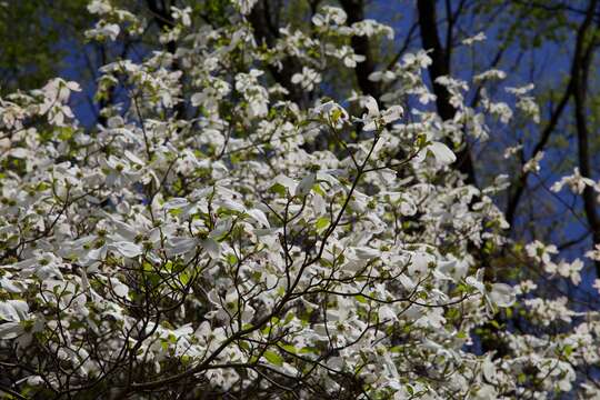 Image of flowering dogwood