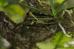 Image of Vanda testacea (Lindl.) Rchb. fil.