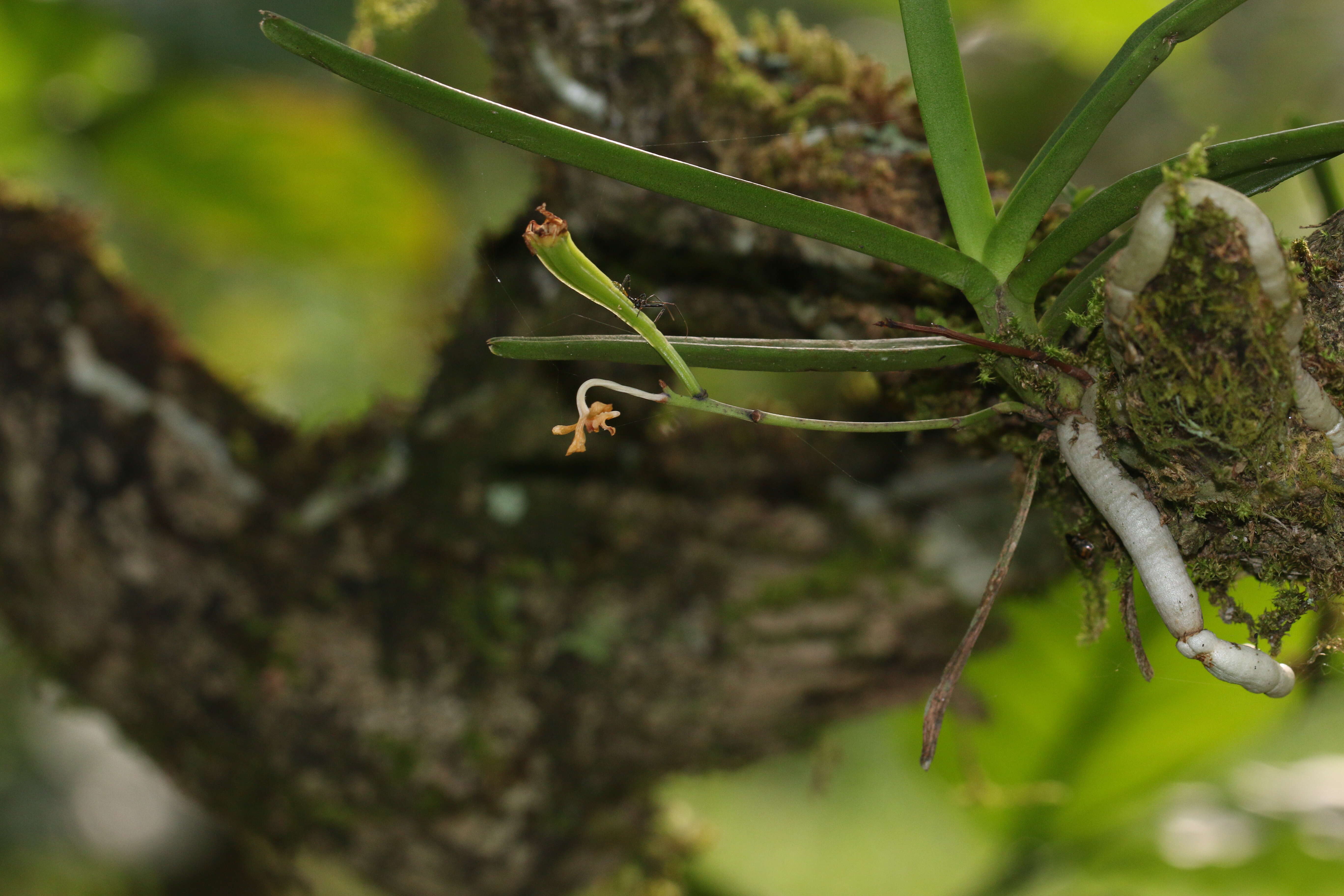 Image of Vanda testacea (Lindl.) Rchb. fil.