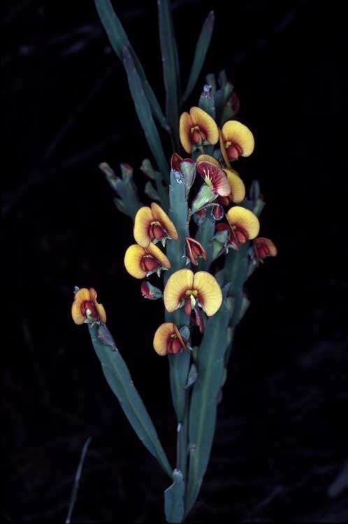 Sivun Bossiaea scolopendria (Andrews) Sm. kuva