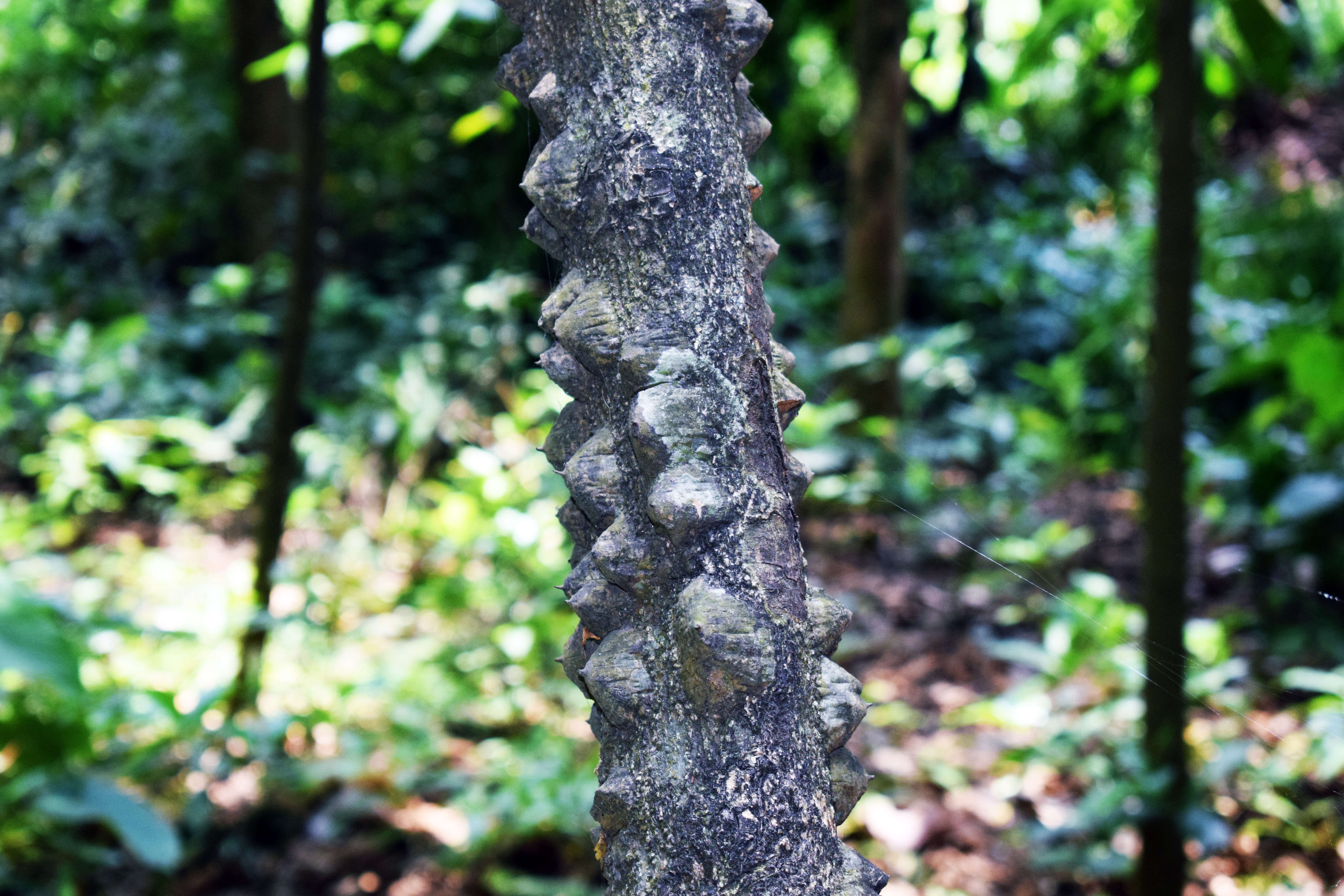 Image of Zanthoxylum rhetsa (Roxb.) DC.