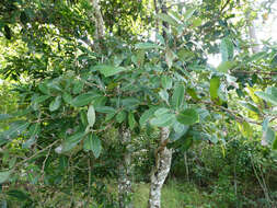 Image of Semecarpus australiensis Engl.