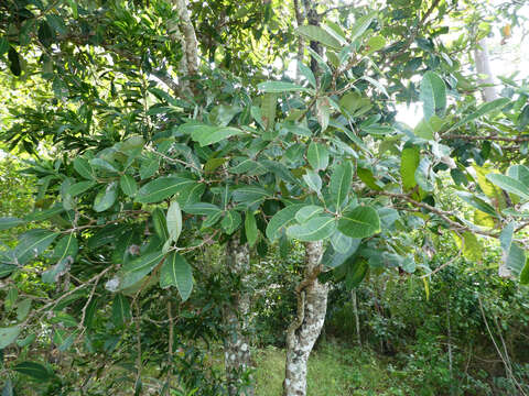 Image of Semecarpus australiensis Engl.