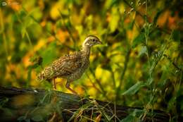 Image of Gray Francolin