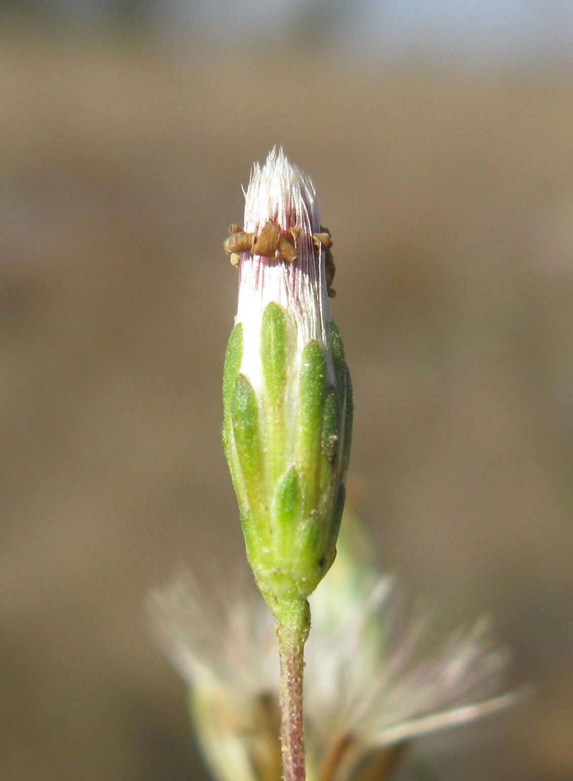 Image of Vittadinia muelleri N. T. Burbidge