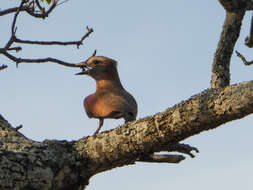 Image of Purple Roller