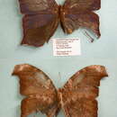 Image of Melanitis ansorgei Rothschild 1904