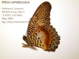 Cethosia myrina Felder & Felder 1865 resmi