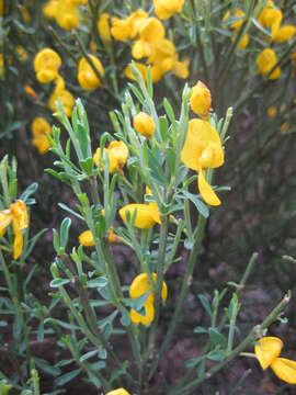 Image of Cytisus oromediterraneus