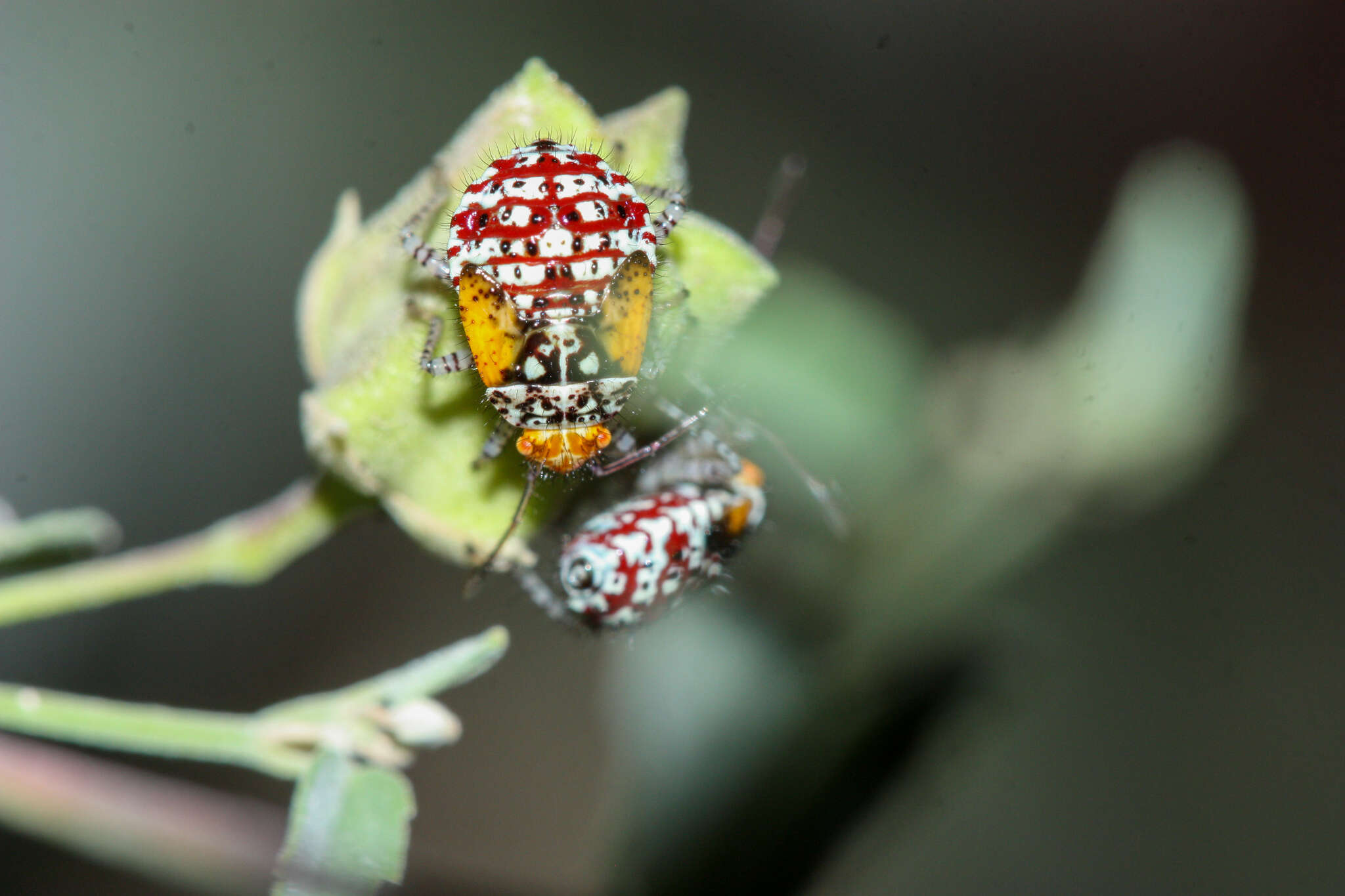 Image of Scentless plant bug