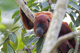 Image of Colombian Red Howler Monkey