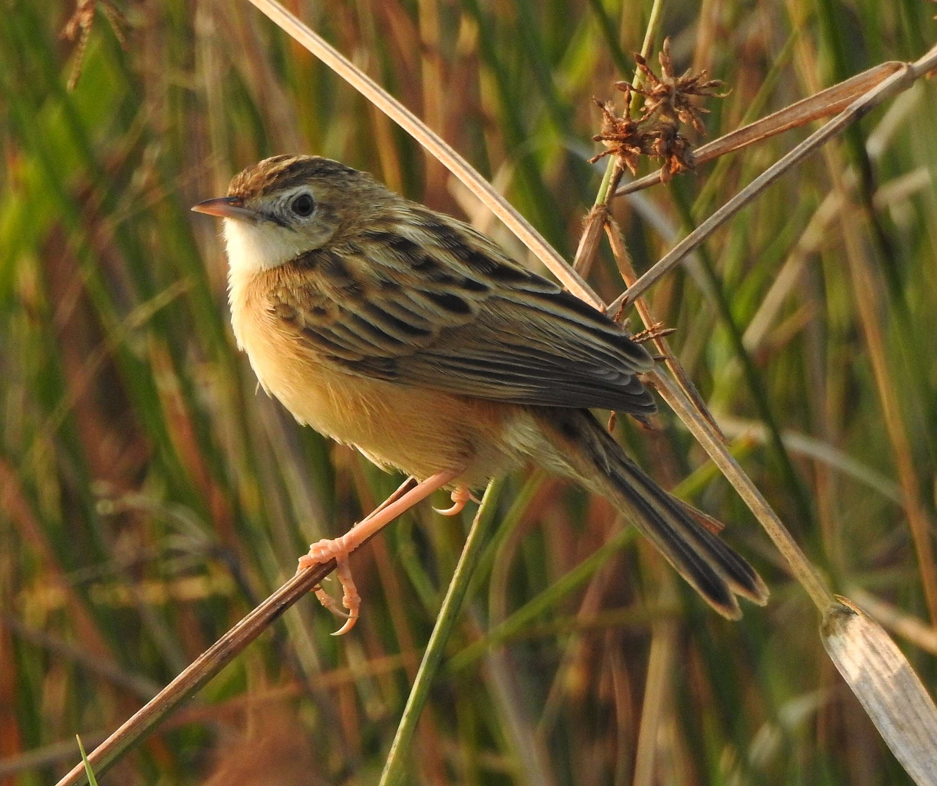 Image of Fan-tailed Cisticola