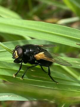 Image of Mesembrina meridiana (Linnaeus 1758)