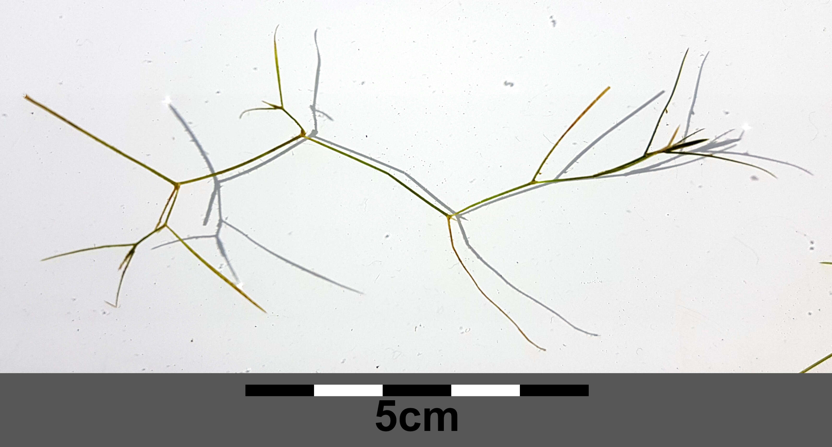 Слика од Potamogeton trichoides Cham. & Schltdl.