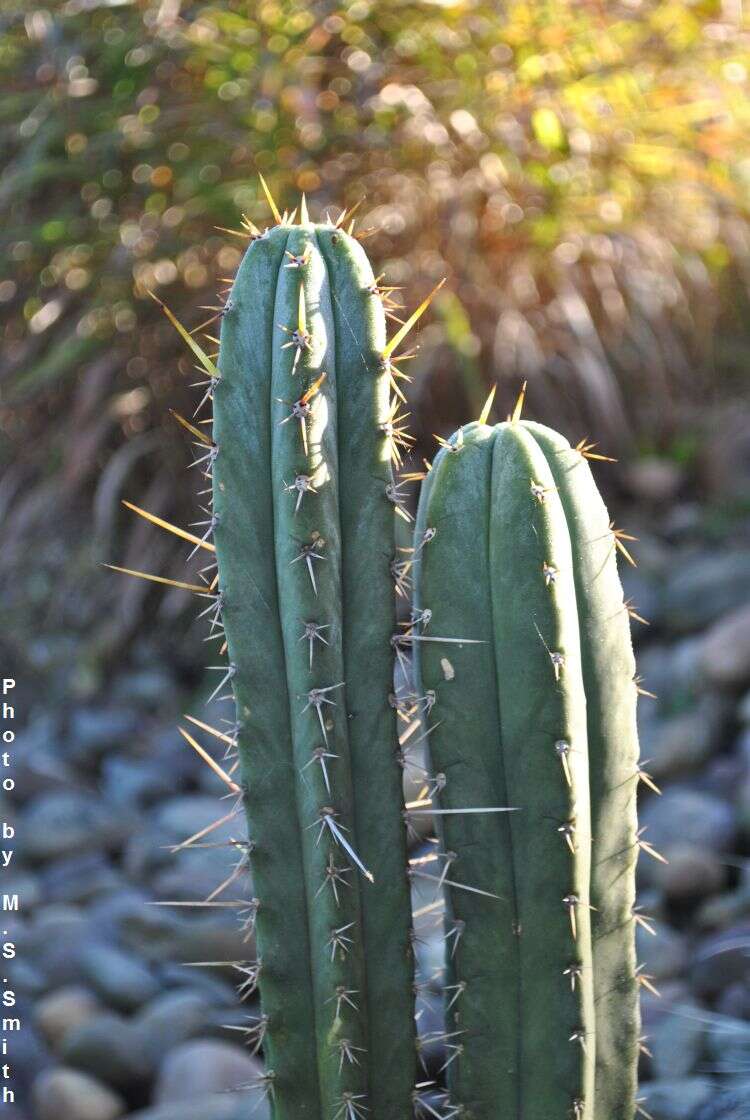 Echinopsis pachanoi (Britton & Rose) H. Friedrich & G. D. Rowley的圖片