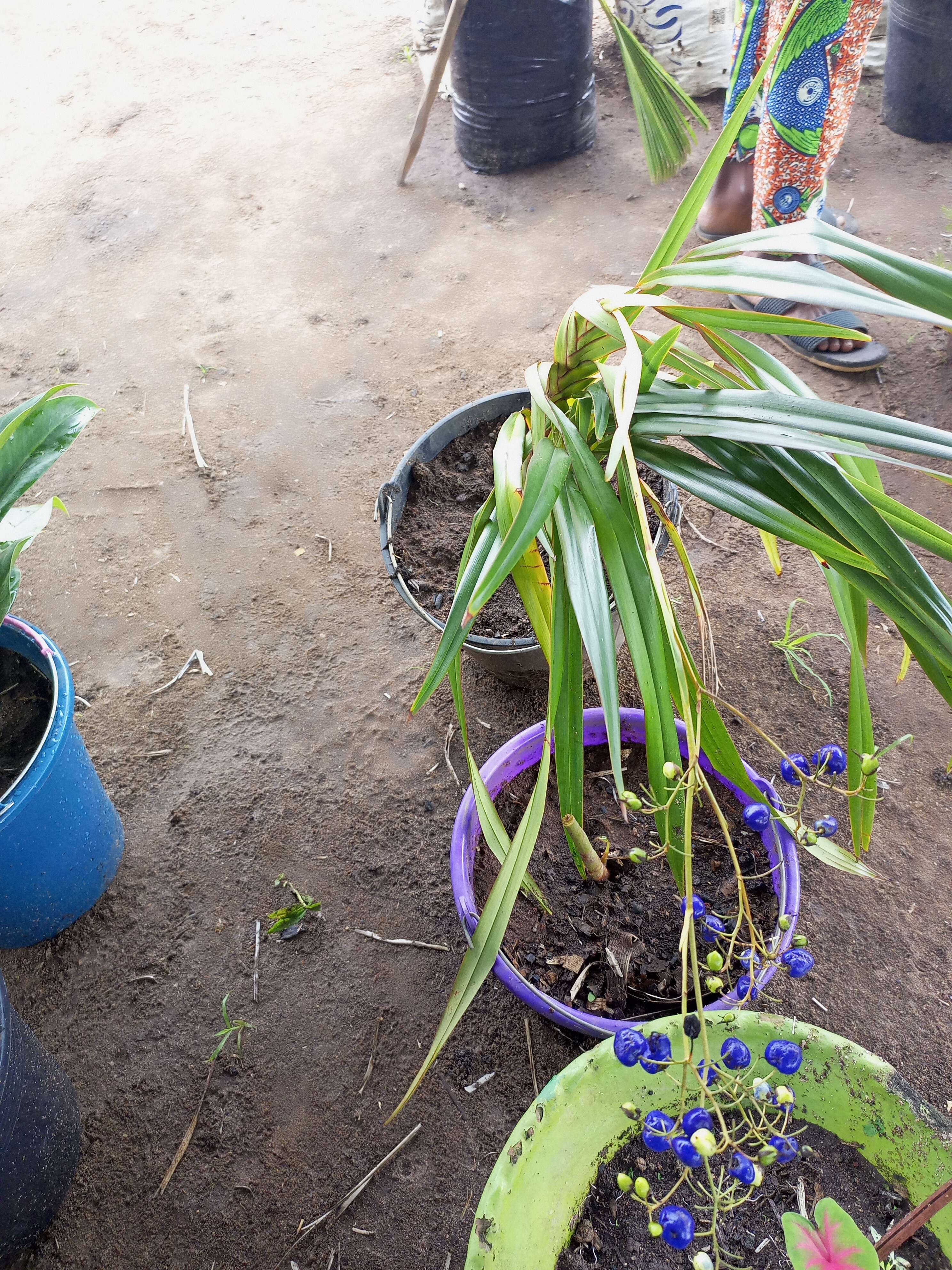 Image of cerulean flaxlily