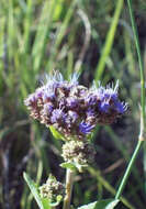 Image of Hemp-agrimony