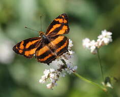 Image of Symbrenthia lilaea