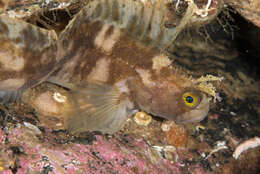 Image of Atlantic warbonnet