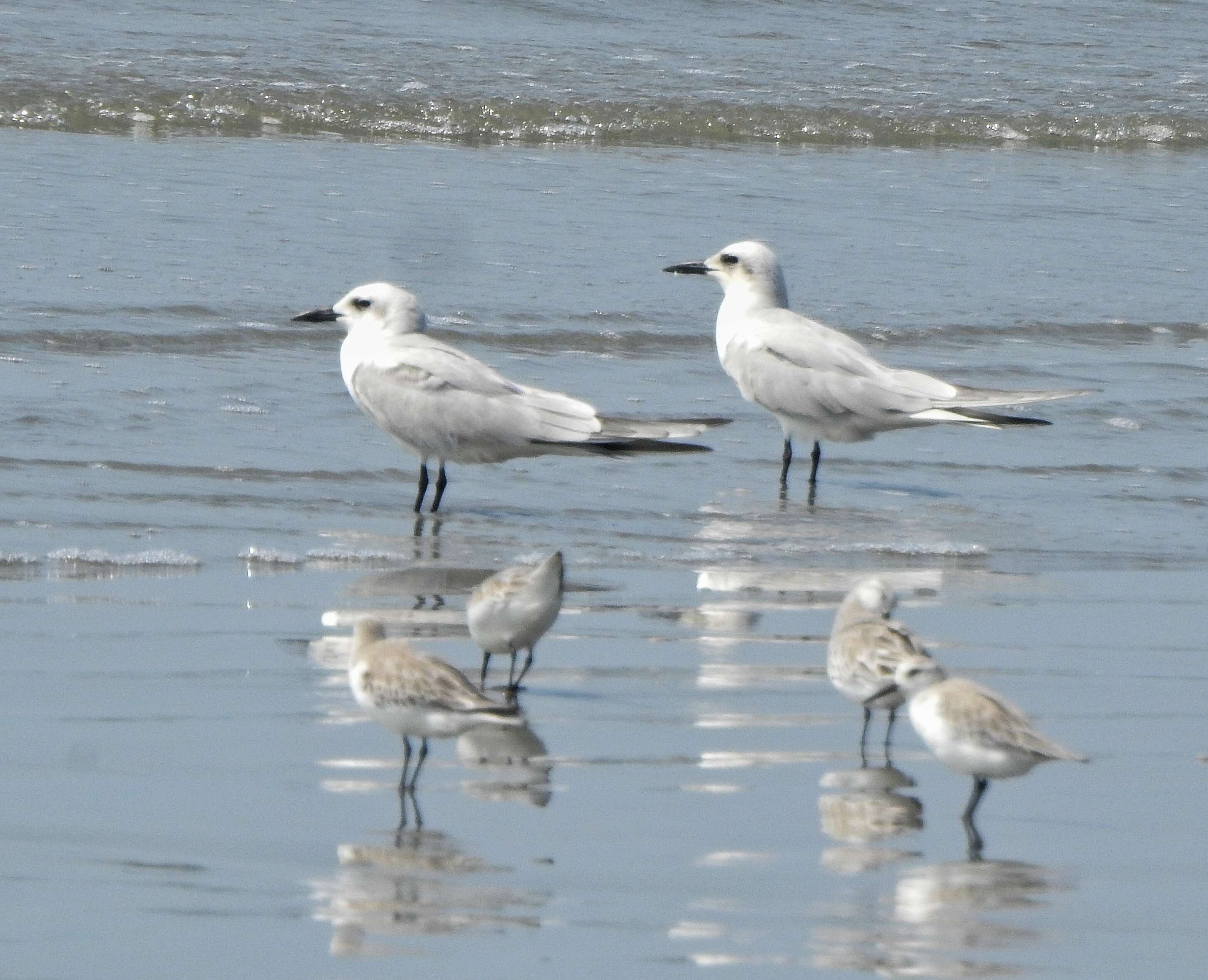 Image of Gull-billed Terns