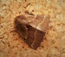 Image of lackey moth